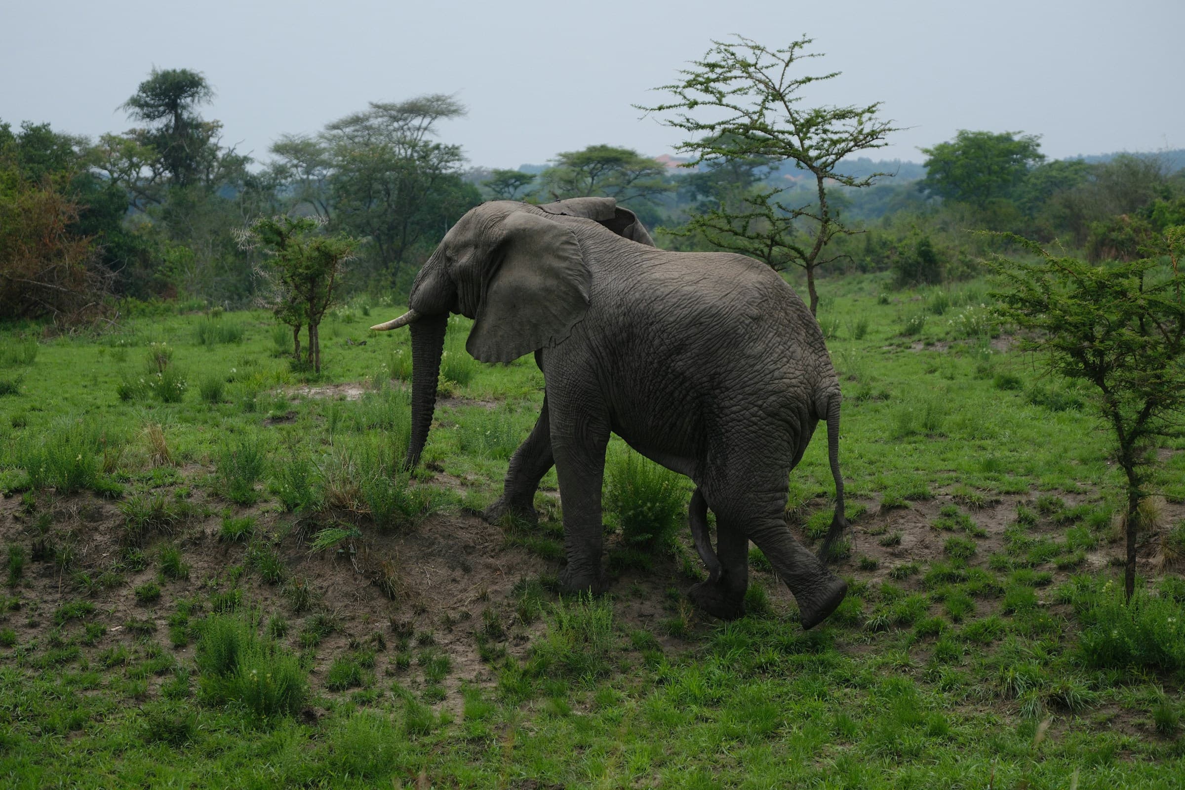 6 Days Murchison, Queen Elizabeth & Lake Mburo - Day 3