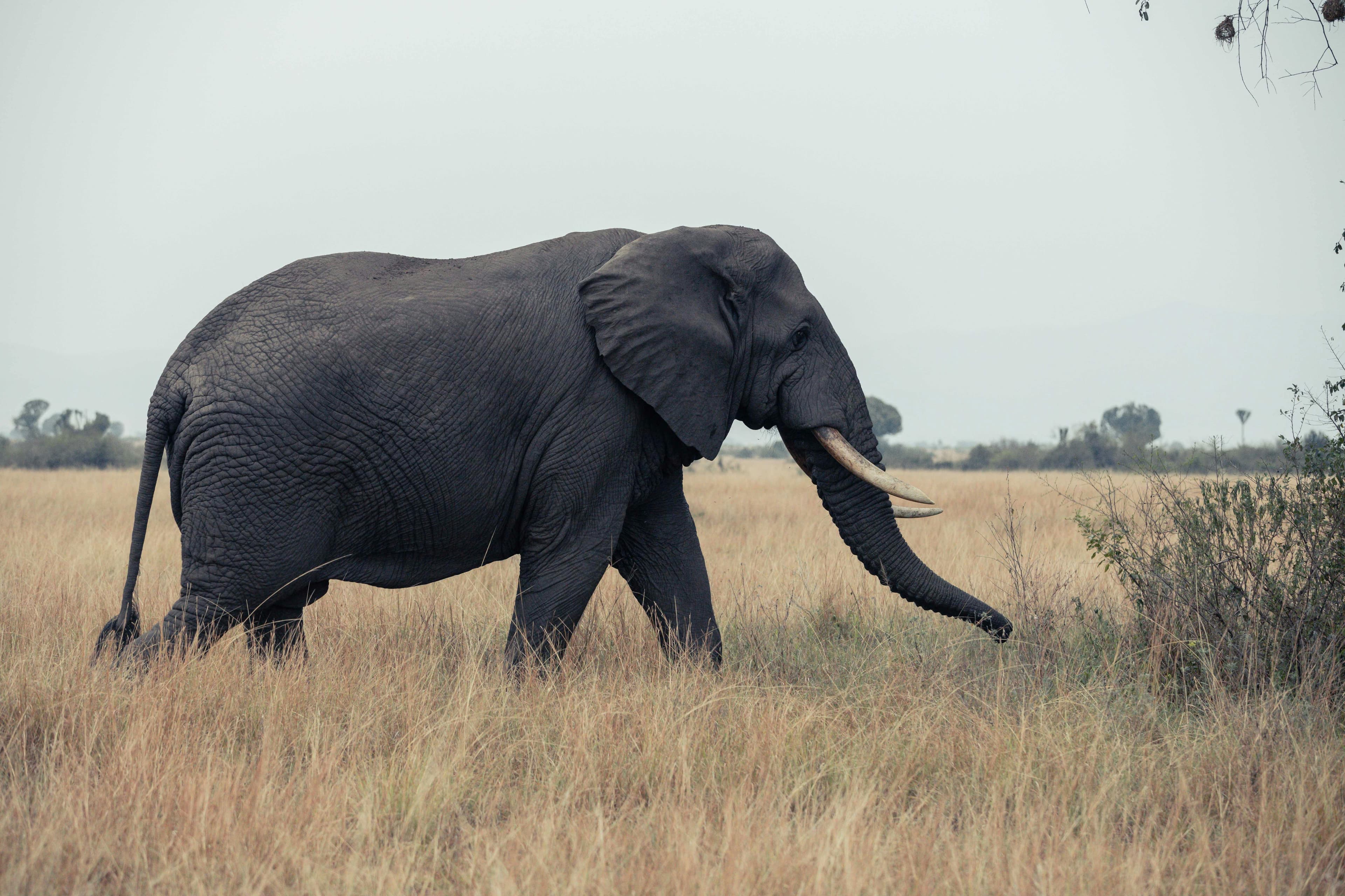 6 Days Murchison, Queen Elizabeth & Lake Mburo - Safari landscape