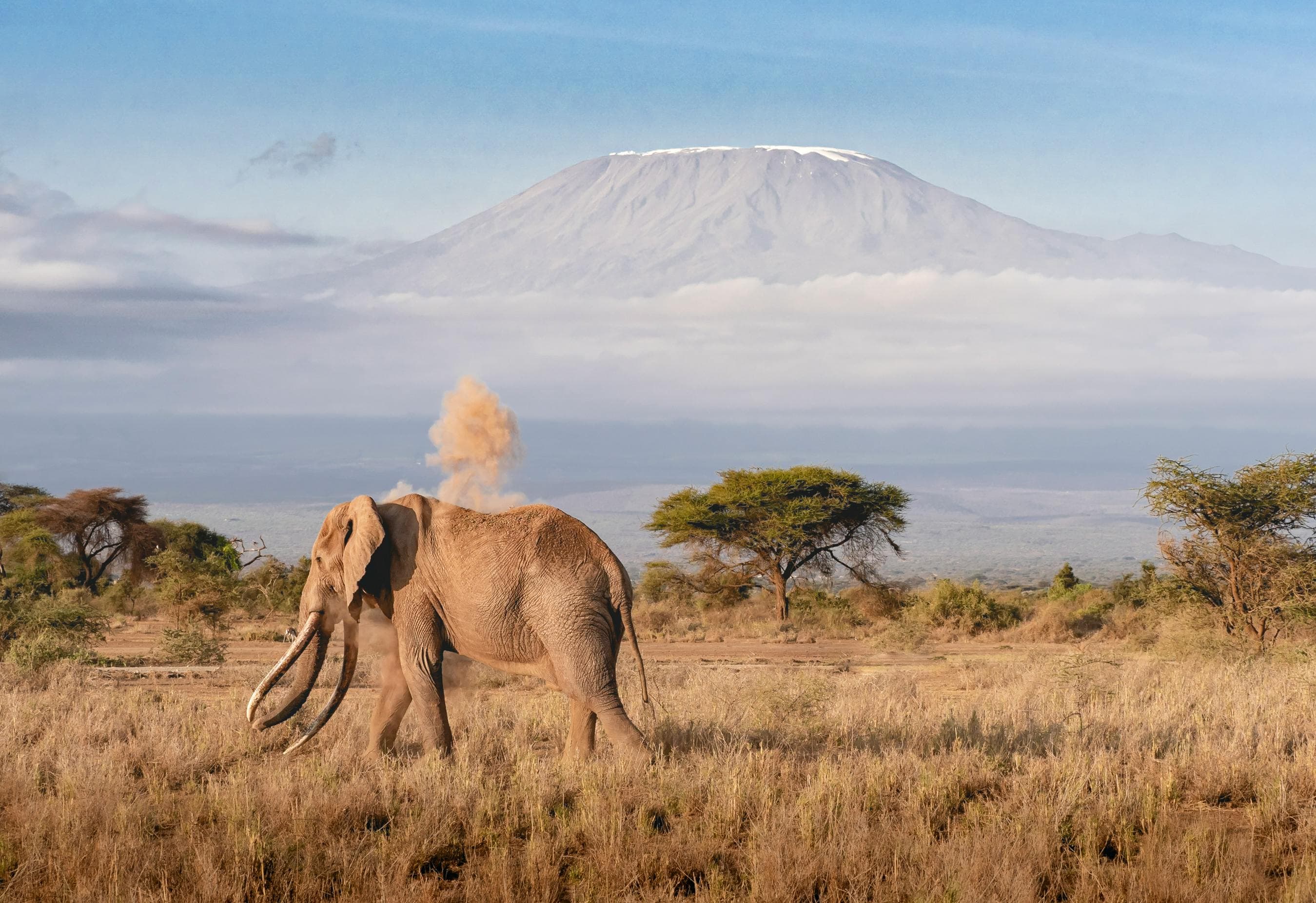 7-Day Kenya Safari Amboseli, Naivasha, Nakuru & Maasai Mara - Day 1 Show elephants on the open plains with Mount Kilimanjaro behind them.