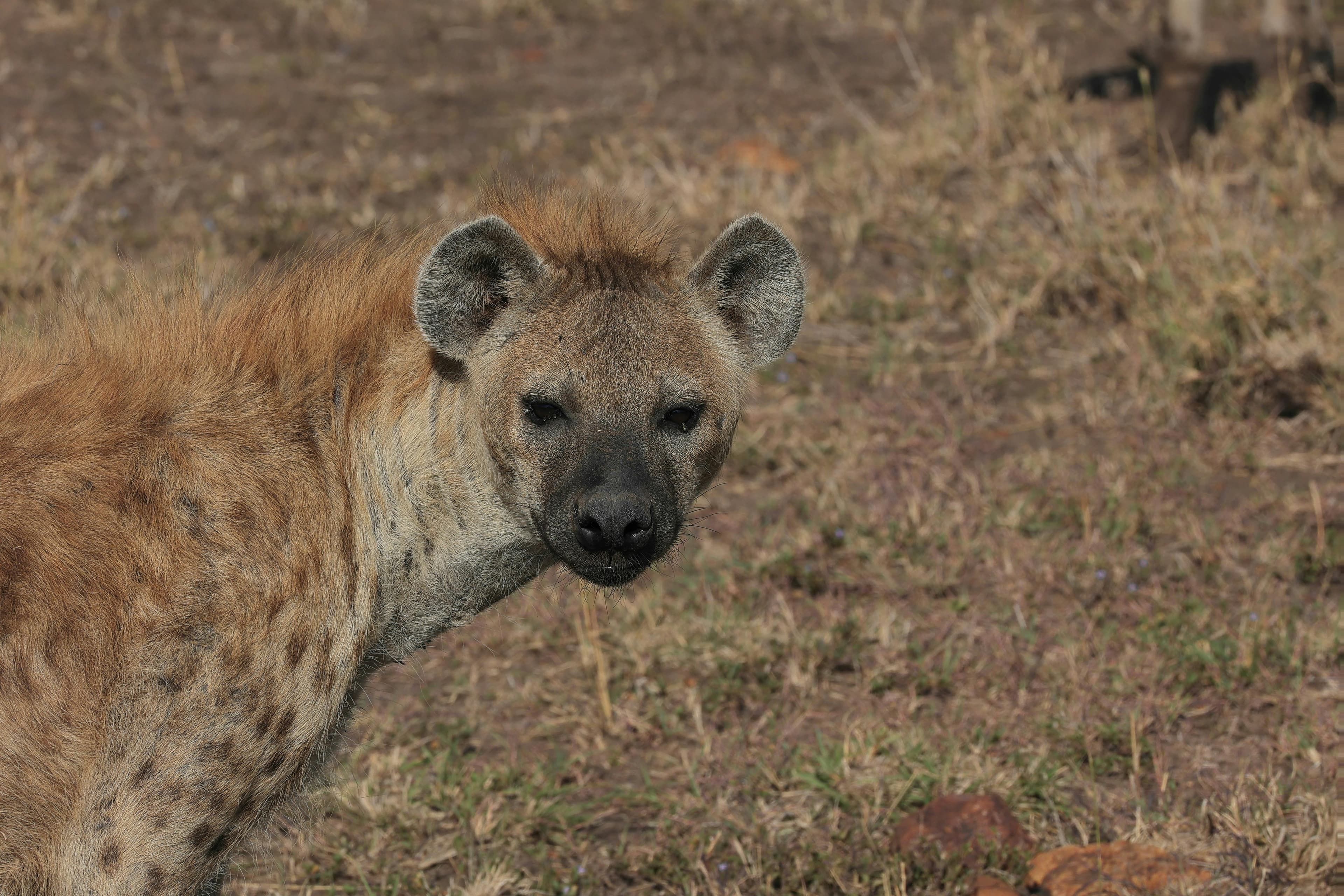 7-Day Kenya Safari Amboseli, Naivasha, Nakuru & Maasai Mara - Day 6 Use a dramatic Maasai Mara wildlife or savannah image.