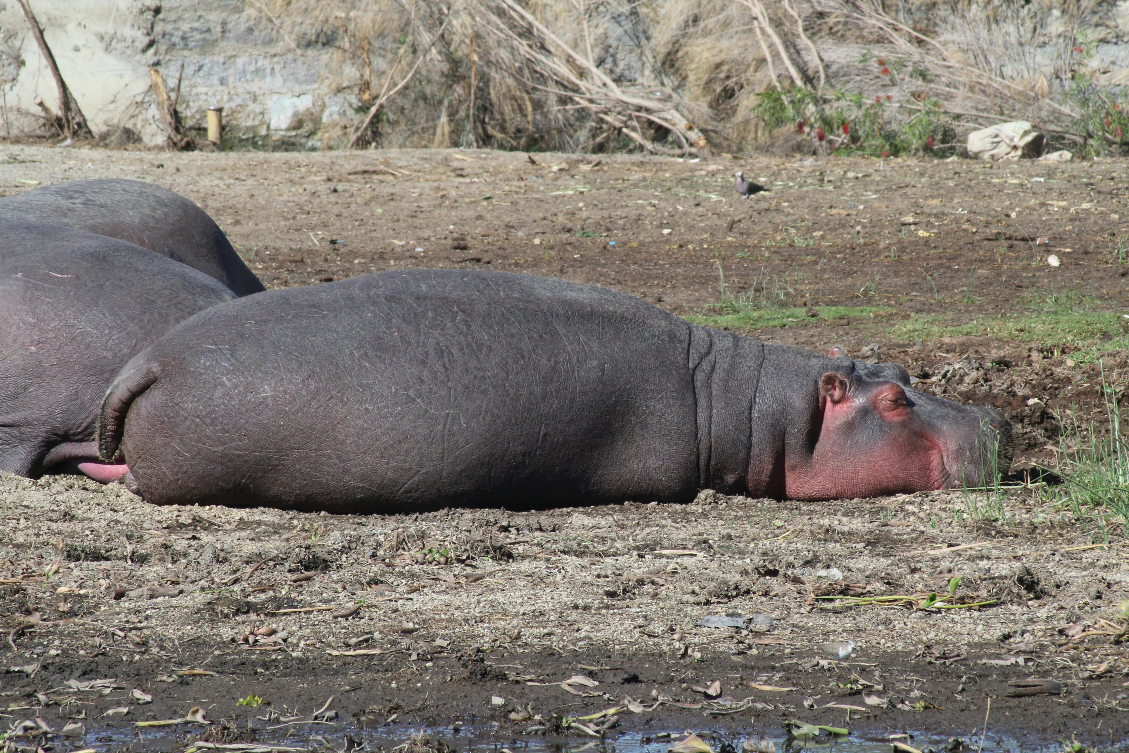 7-Day Samburu, Aberdares, Lake Nakuru, Naivasha & Maasai Mara - Day 4