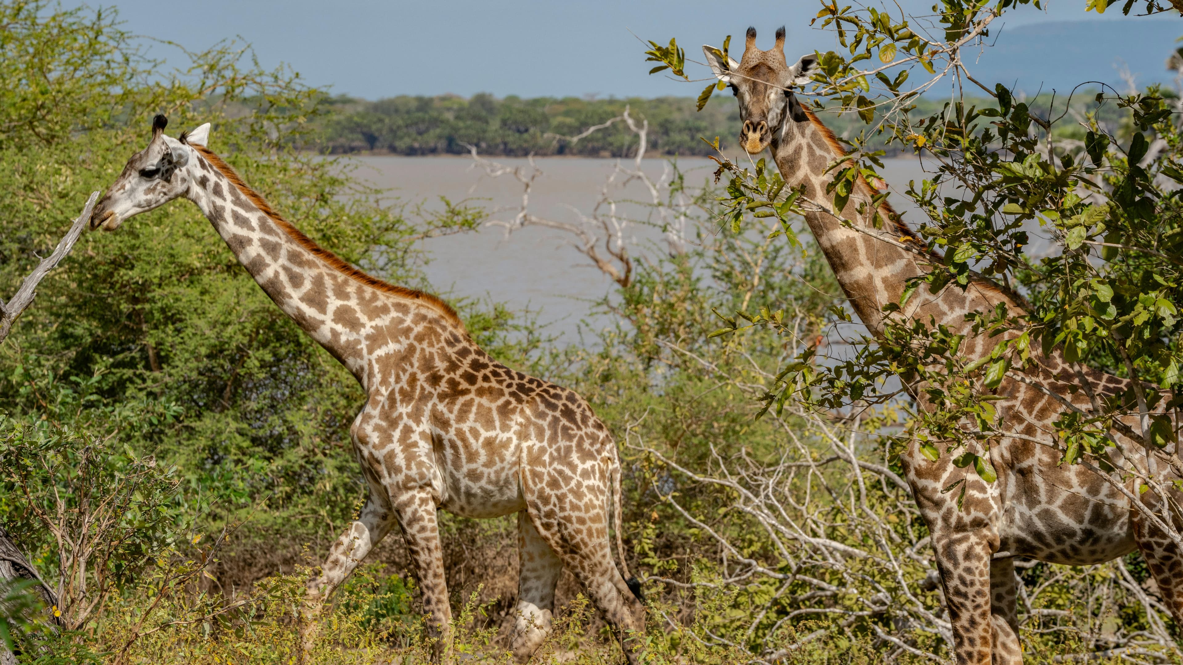 8 Days Off the Beaten Path Safari Adventure - Day 6