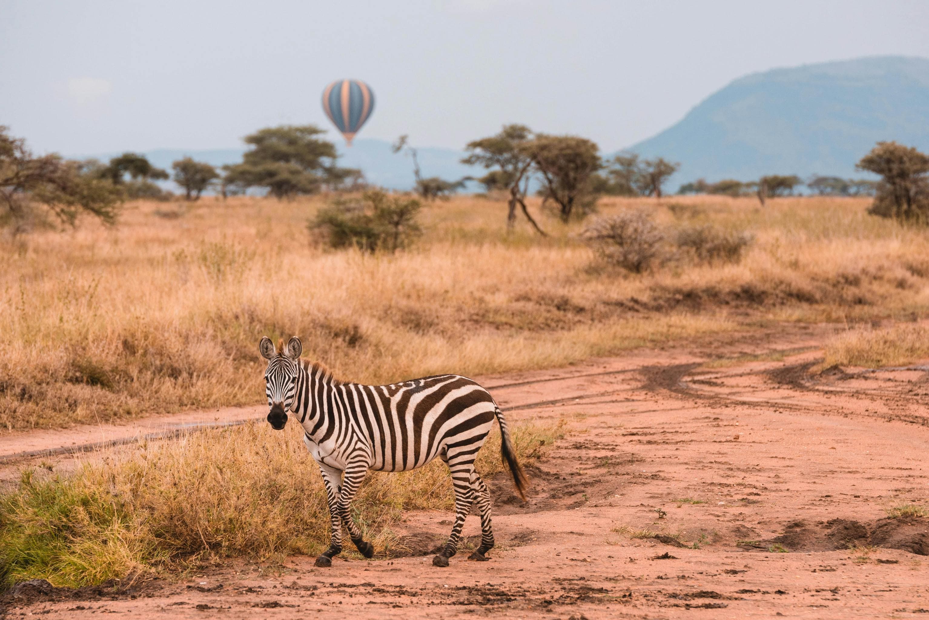 6 Days An Immersive Tanzania Safari Experience - Day 3