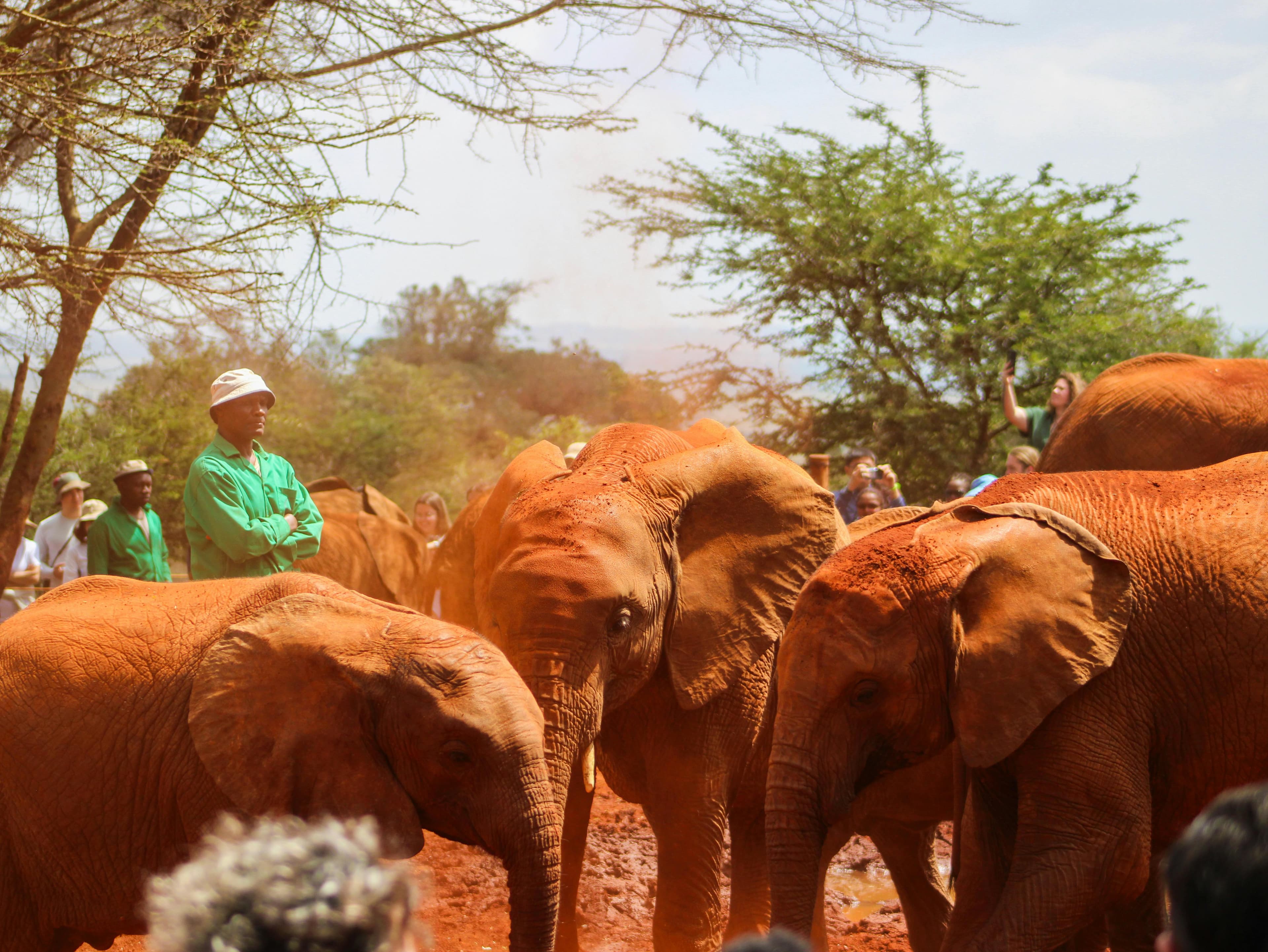 Sheldrick Wildlife Trust Elephant Orphanage Tour - Day 1
