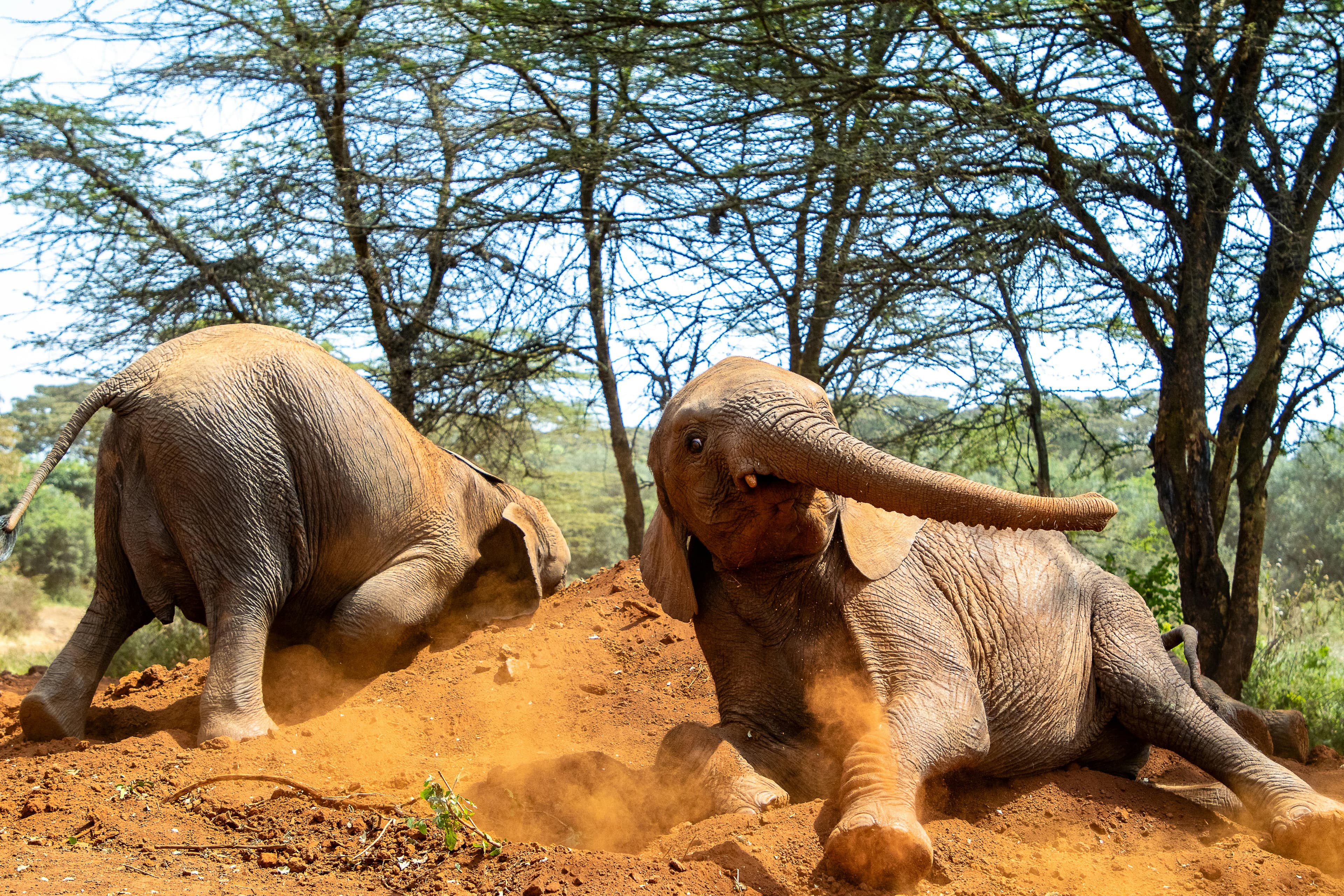 Sheldrick Wildlife Trust Elephant Orphanage Tour - Safari landscape