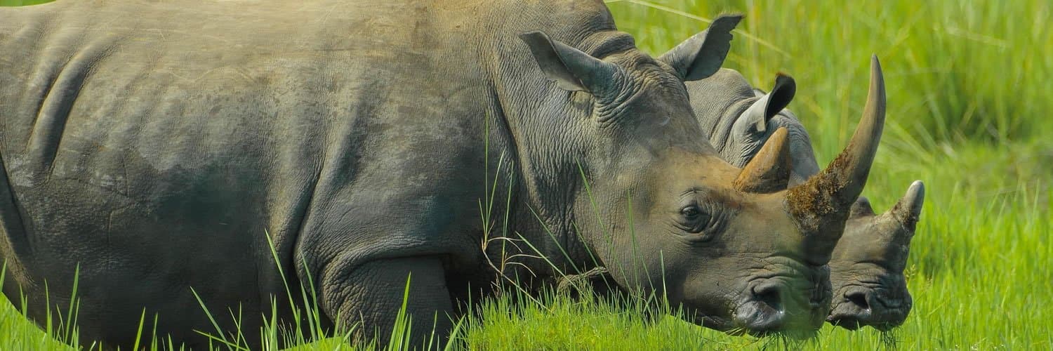 Rhino in Uganda - rhinoceros, horn