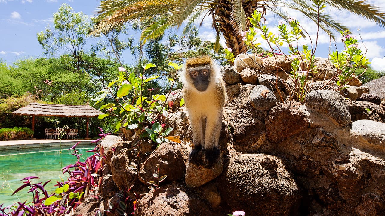 monkey at amboseli sopa lodge