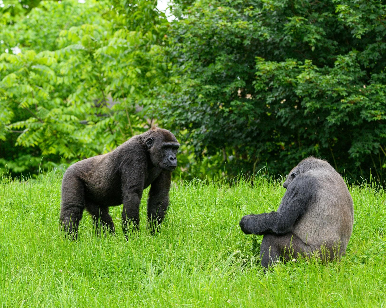 Bwindi Impenetrable Forest - Wildlife