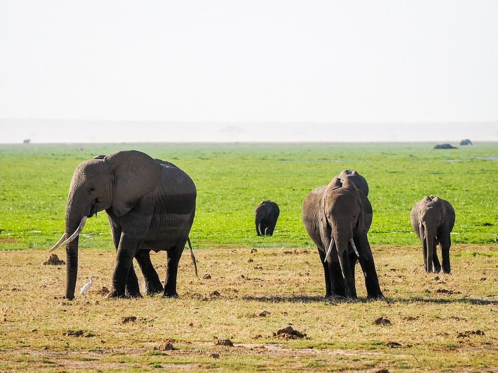 Elephant - elephant, natural-environment