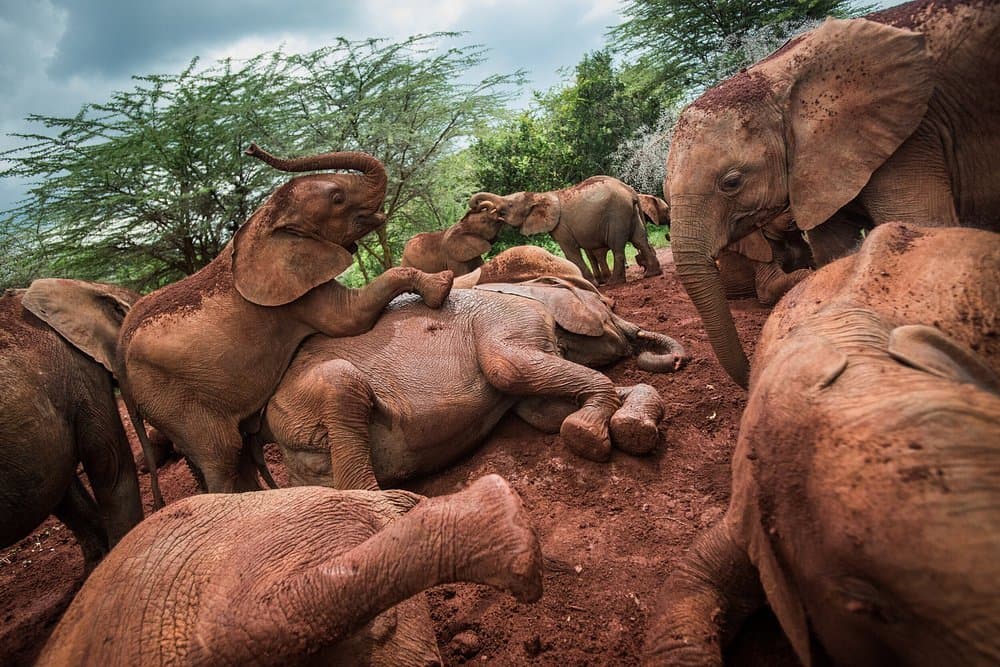 Elephant - elephant, african-elephant
