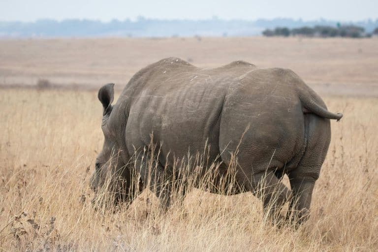 Wildlife - rhinoceros, black-rhinoceros