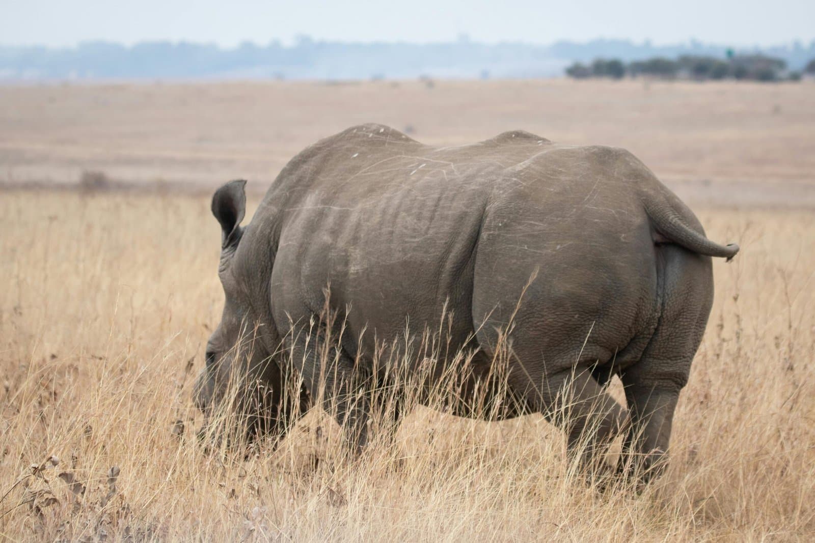 Wildlife - rhinoceros, black-rhinoceros