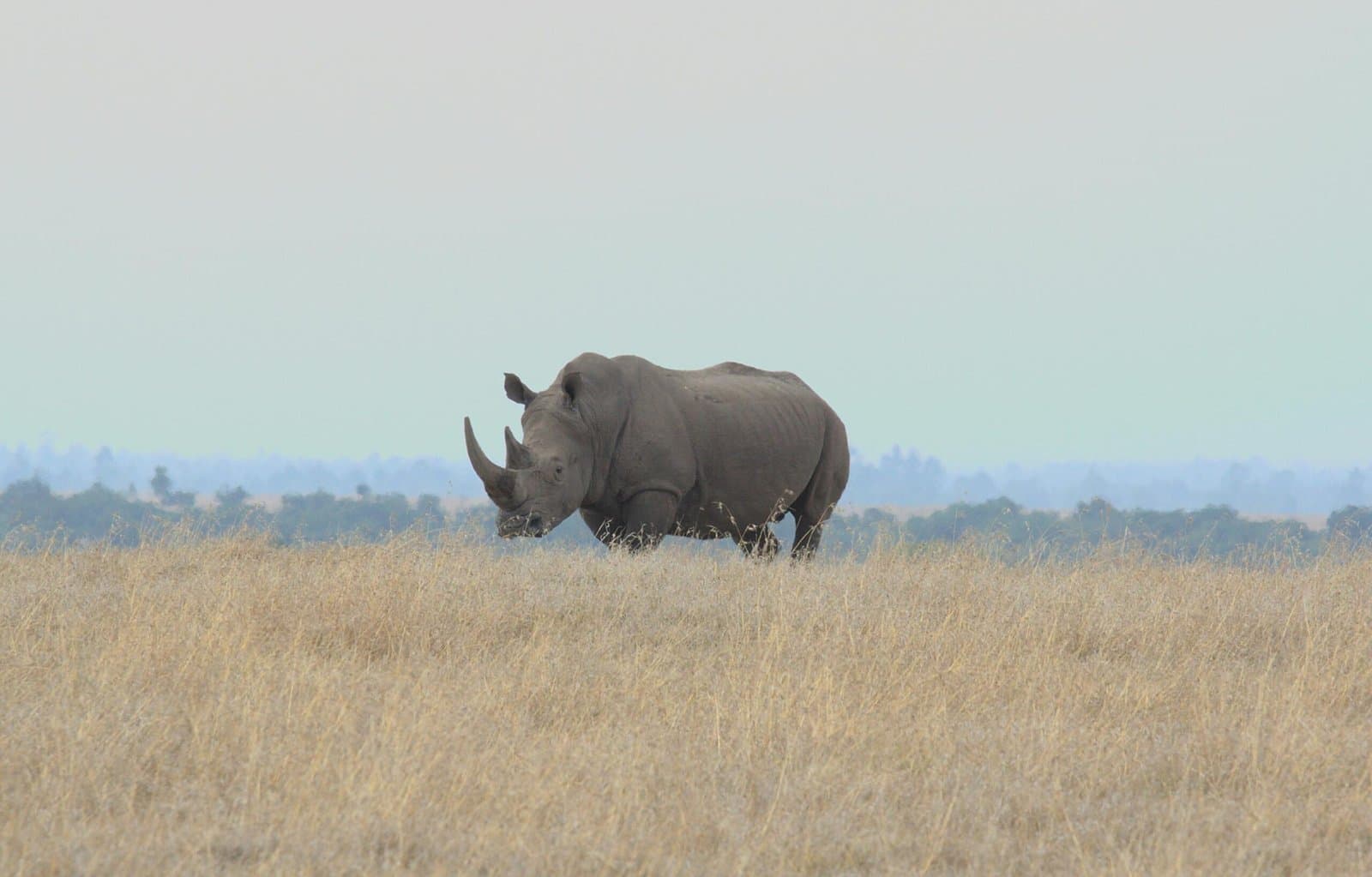 Wildlife in Kenya - rhinoceros, grassland