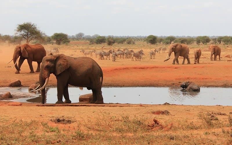 Elephant in Kenya - elephant, terrestrial-animal