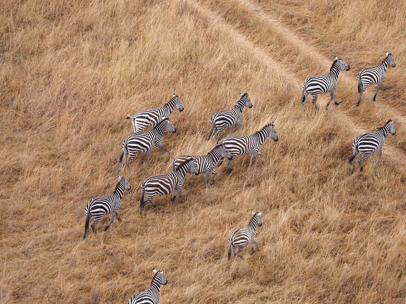 Zebra in Kenya - grassland, prairie