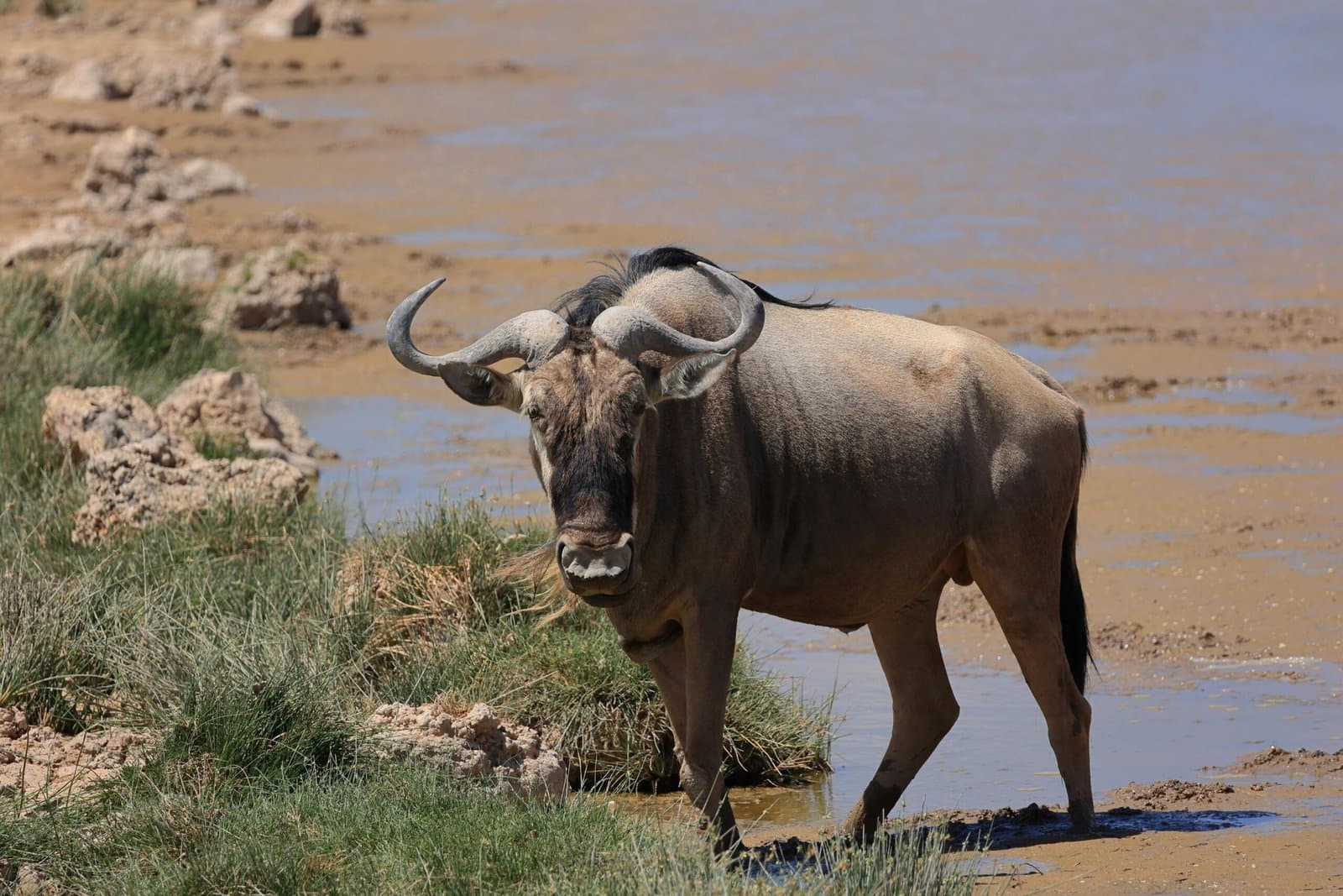Wildebeest in Kenya - horn, bovinae