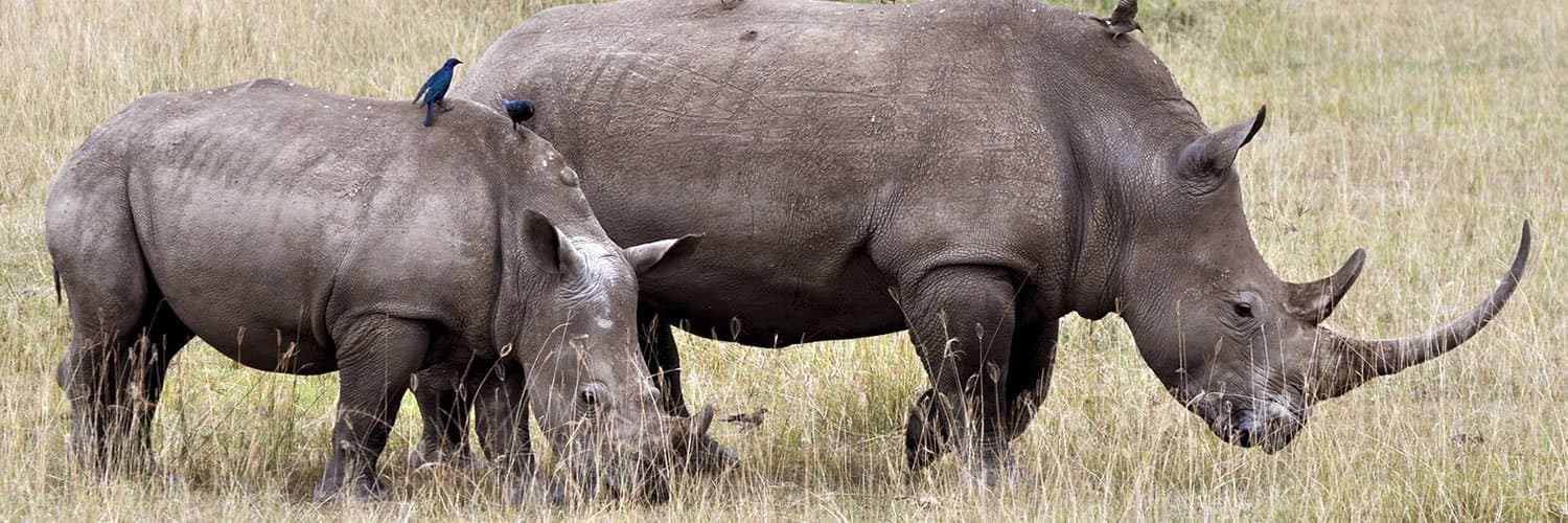 Rhino in Kenya - rhinoceros, vertebrate