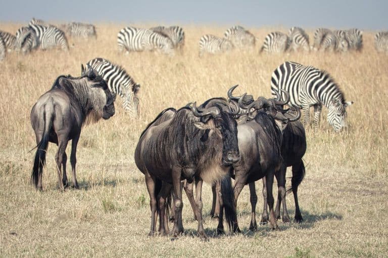 Zebra and Wildebeest in Kenya - zebra, grassland