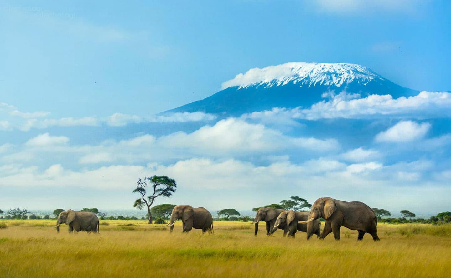 Oltukai Lodge, Best Lodge in Amboseli
