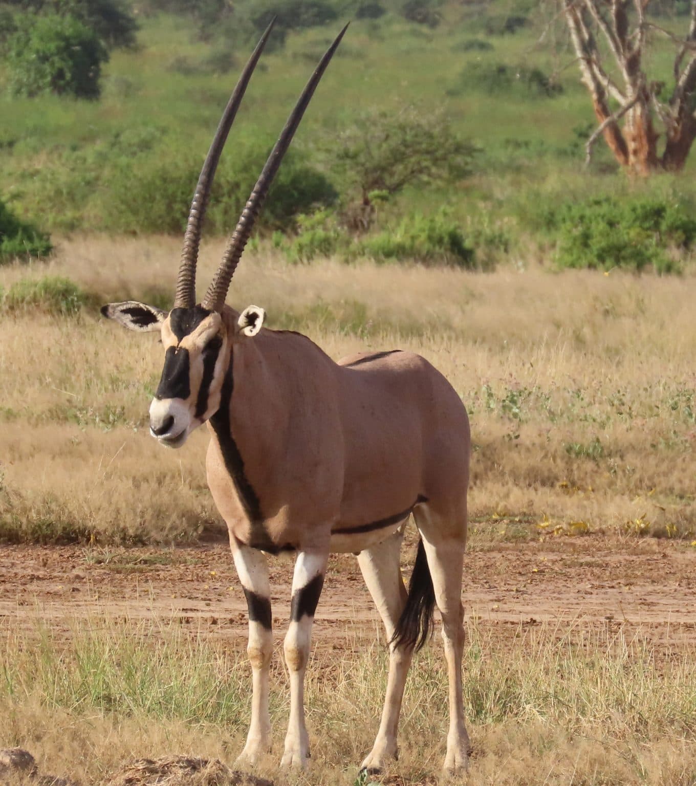 Samburu Riverside Camp