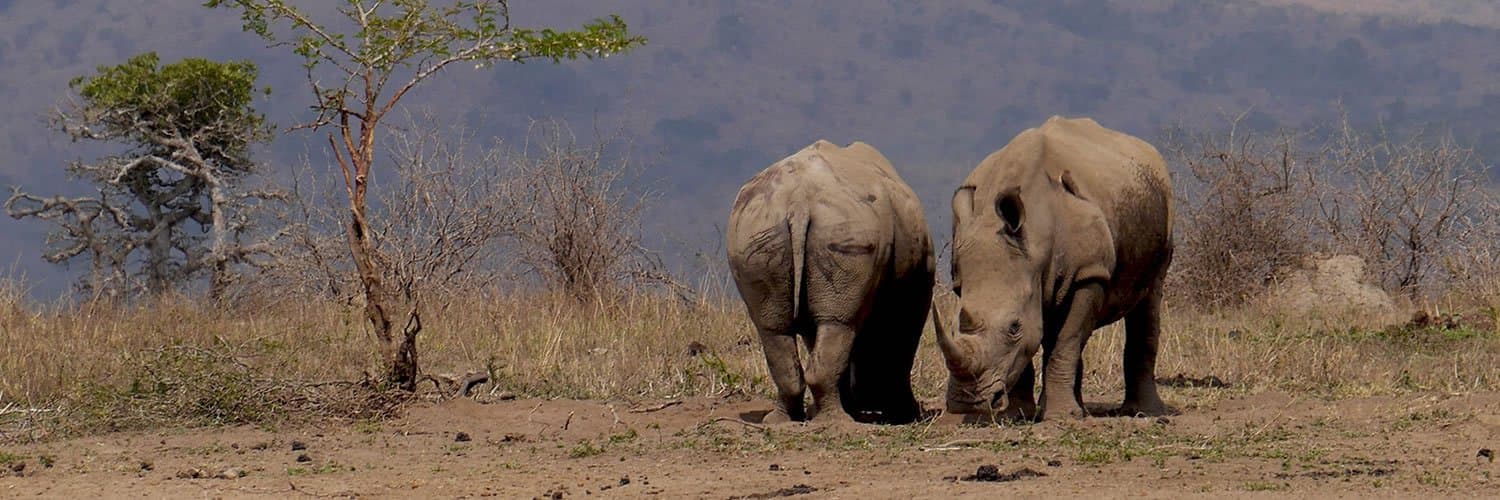 Elephant in South Africa - elephant, rhinoceros