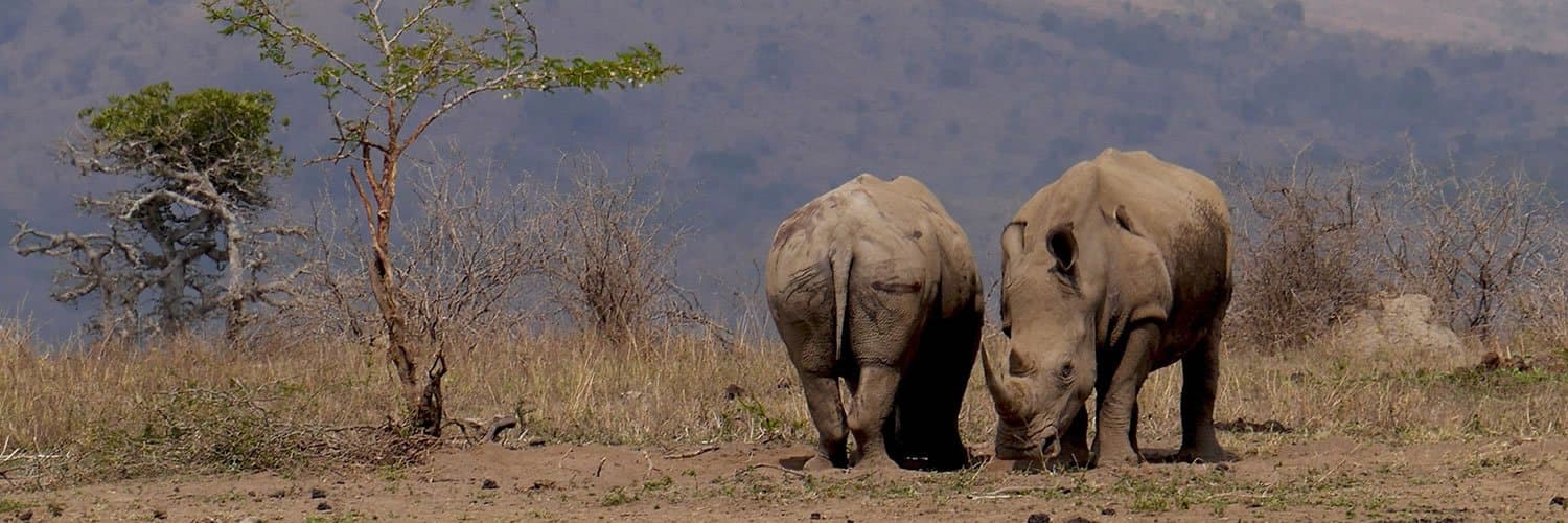 Elephant in South Africa - rhinoceros, terrestrial-animal