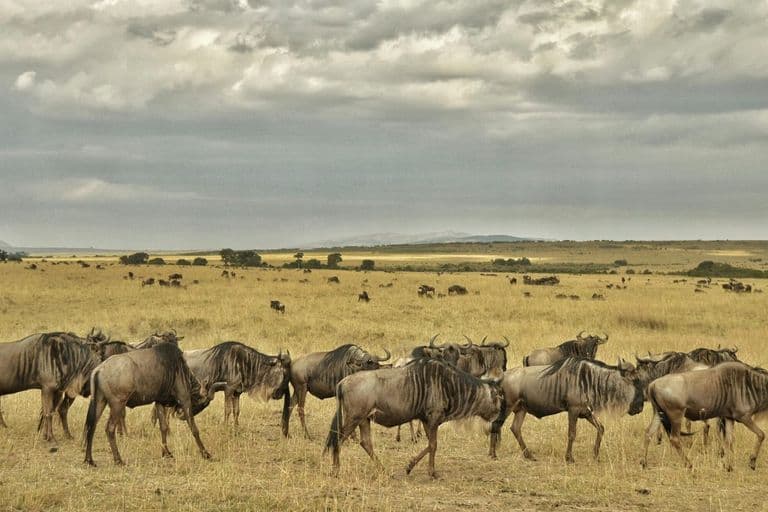 Wildebeest in Tanzania - grassland, ecoregion