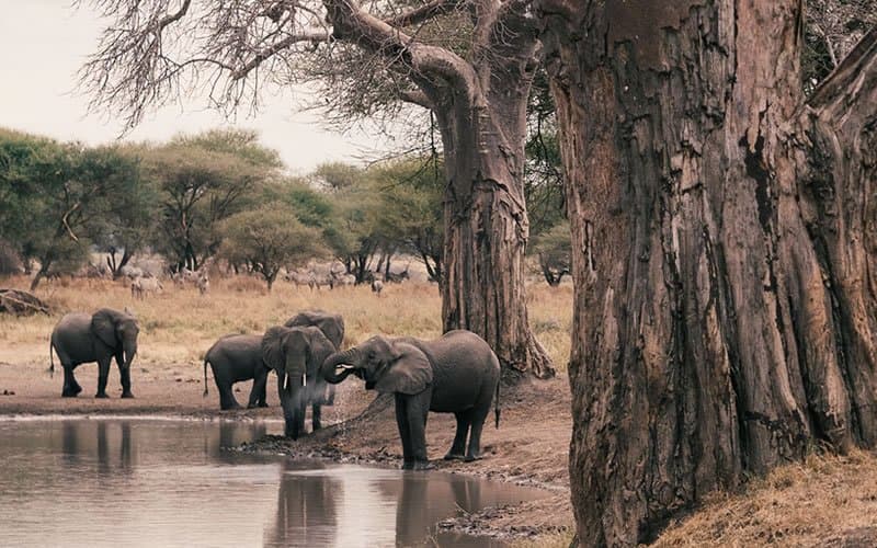 Elephant in Tanzania - elephant, african-elephant