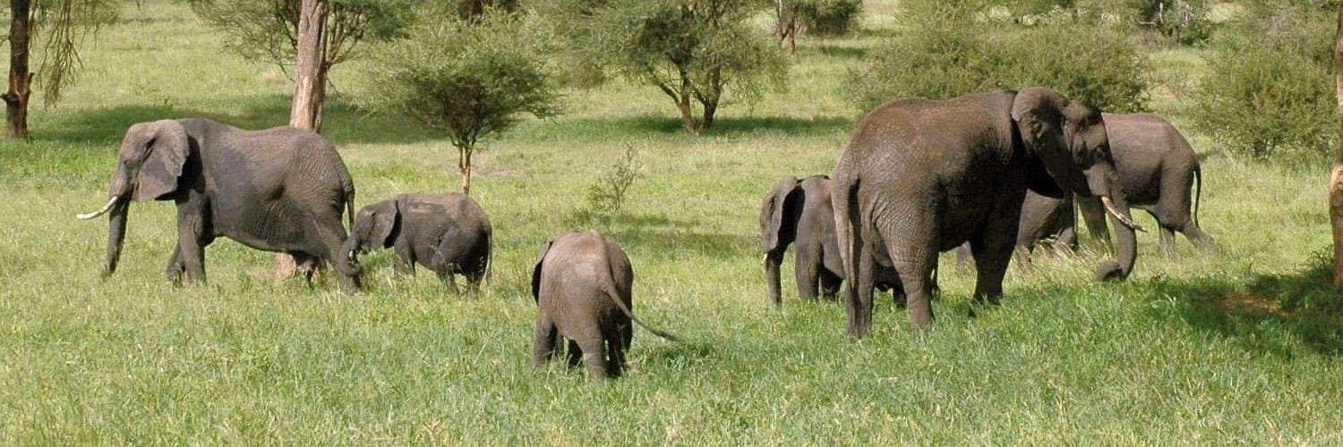 Elephant in Tanzania - elephant, natural-environment