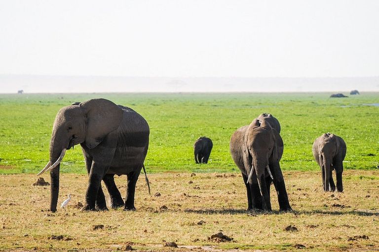 Elephant - elephant, natural-environment
