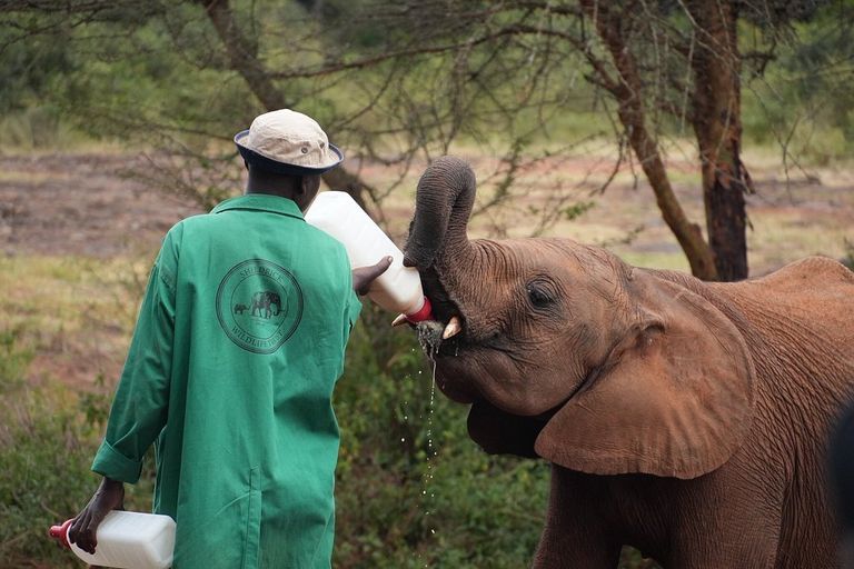 Elephant - elephant, terrestrial-animal