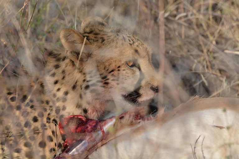 Cheetah and Leopard - felidae, carnivores
