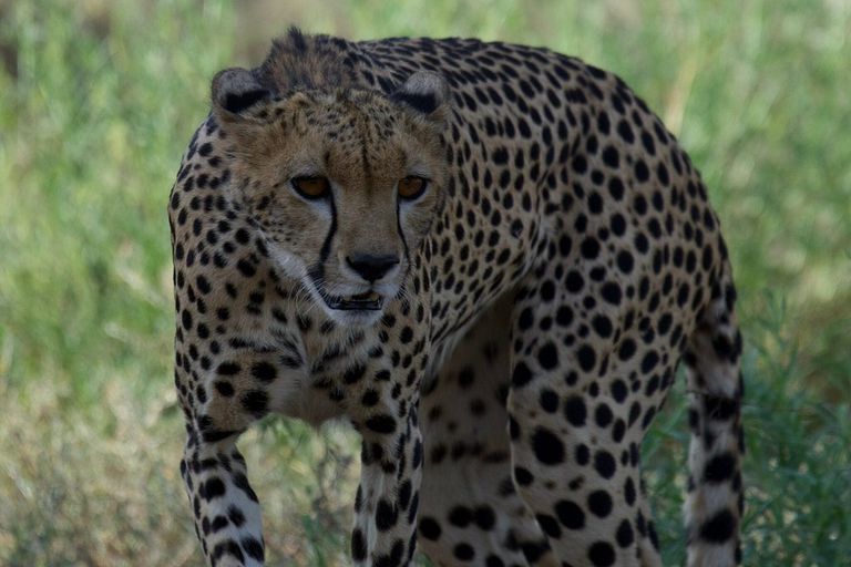 Cheetah - felidae, carnivores