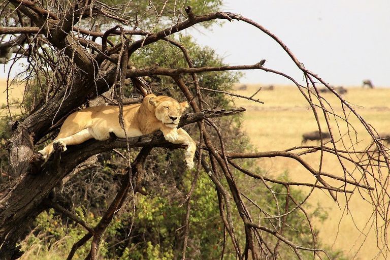 Lion - felidae, lion