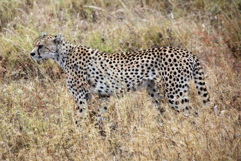 Cheetah - felidae, vertebrate