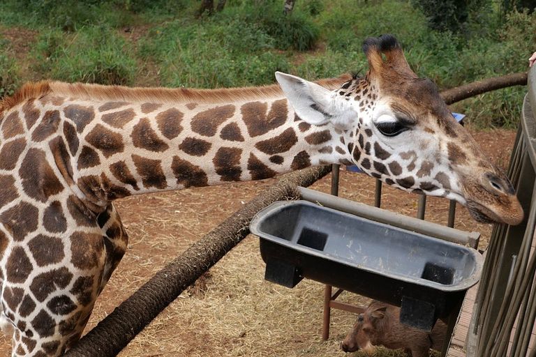 Giraffe - giraffids, giraffe