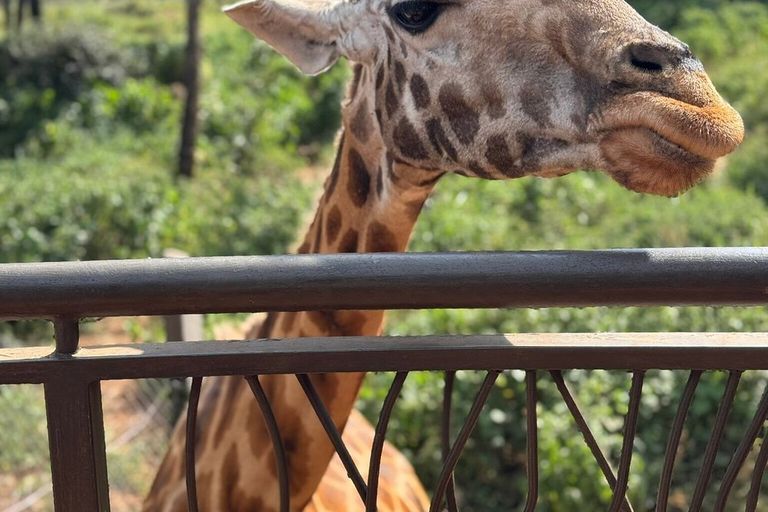 Giraffe - giraffids, giraffe