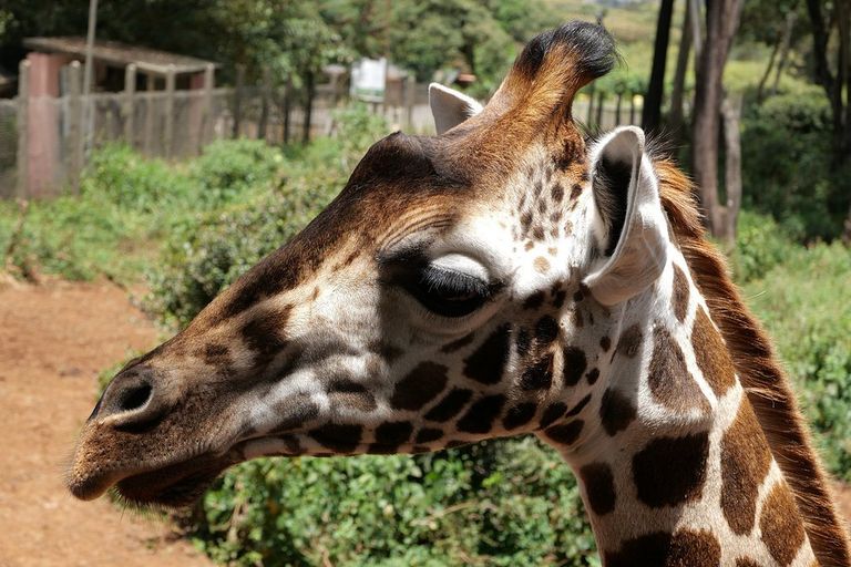 Giraffe - giraffids, giraffe