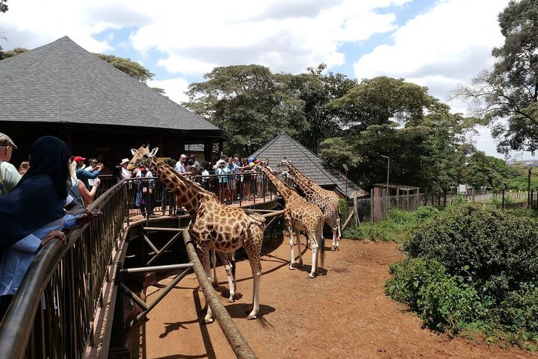 Giraffe - giraffids, giraffe