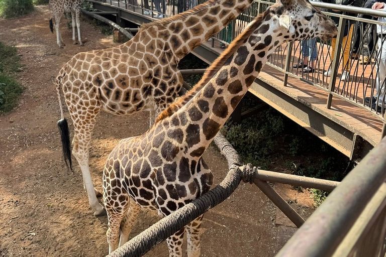 Giraffe - giraffids, giraffe