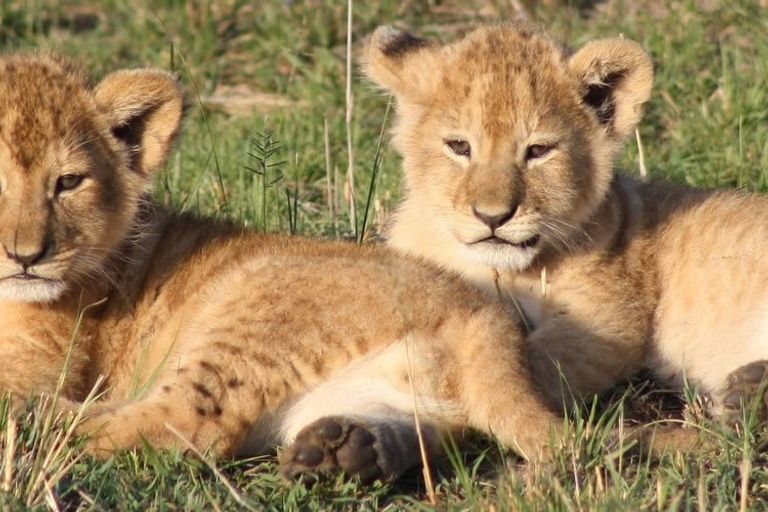 Lion - lion, felidae