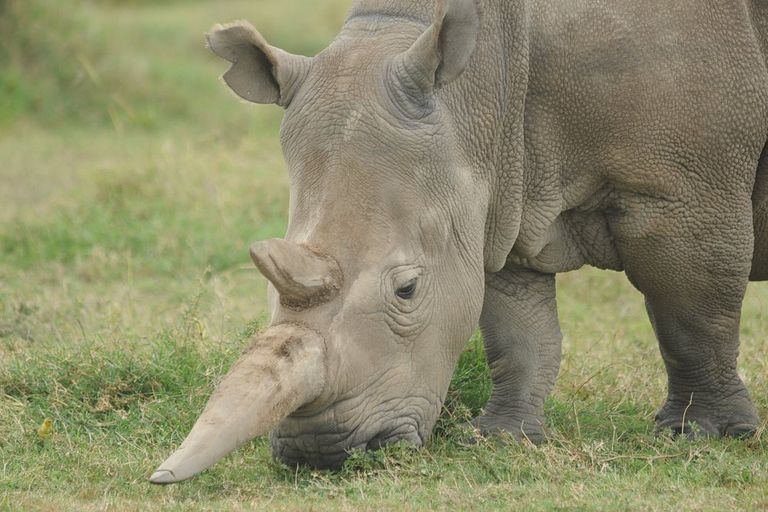 Wildlife - rhinoceros, vertebrate