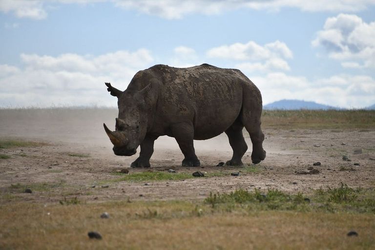 Wildlife - rhinoceros, white-rhinoceros
