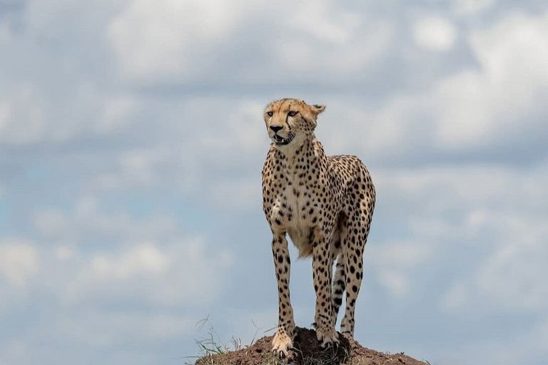 Cheetah - vertebrate, terrestrial-animal