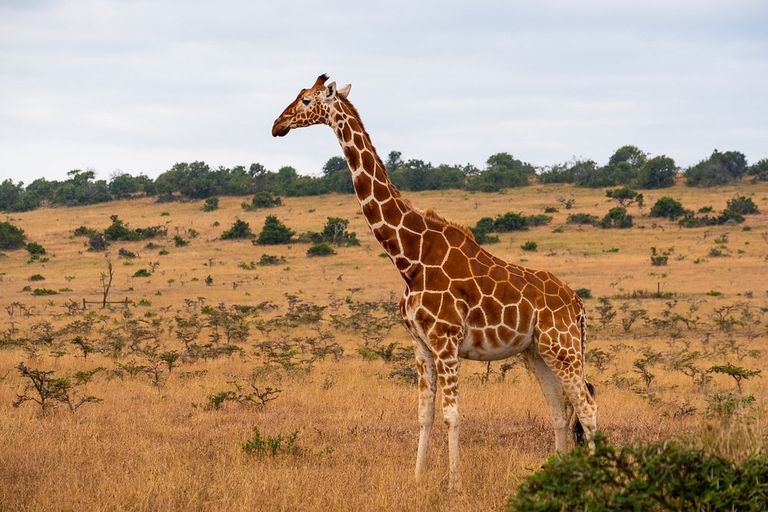 Giraffe in Kenya - giraffids, giraffe