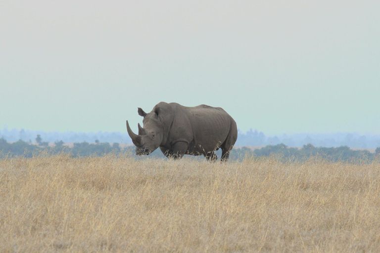 Wildlife in Kenya - rhinoceros, grassland