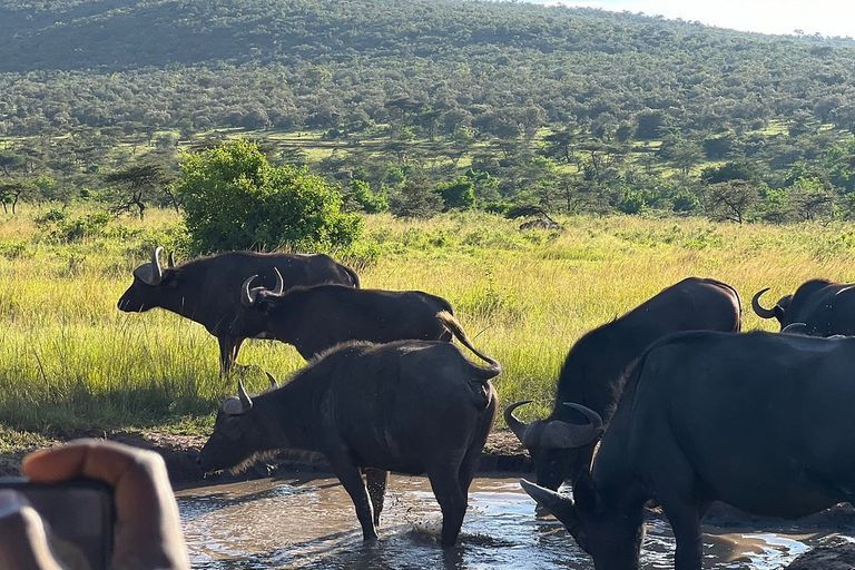 Wildlife in Kenya - working-animal, bovinae