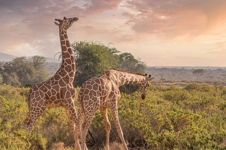 Giraffe in Kenya - giraffids, giraffe