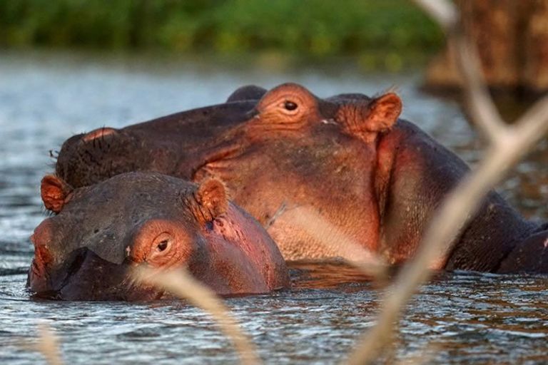 Hippo in Kenya - snout, terrestrial-animal