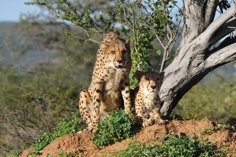 Cheetah and Leopard in South Africa - felidae, cheetah